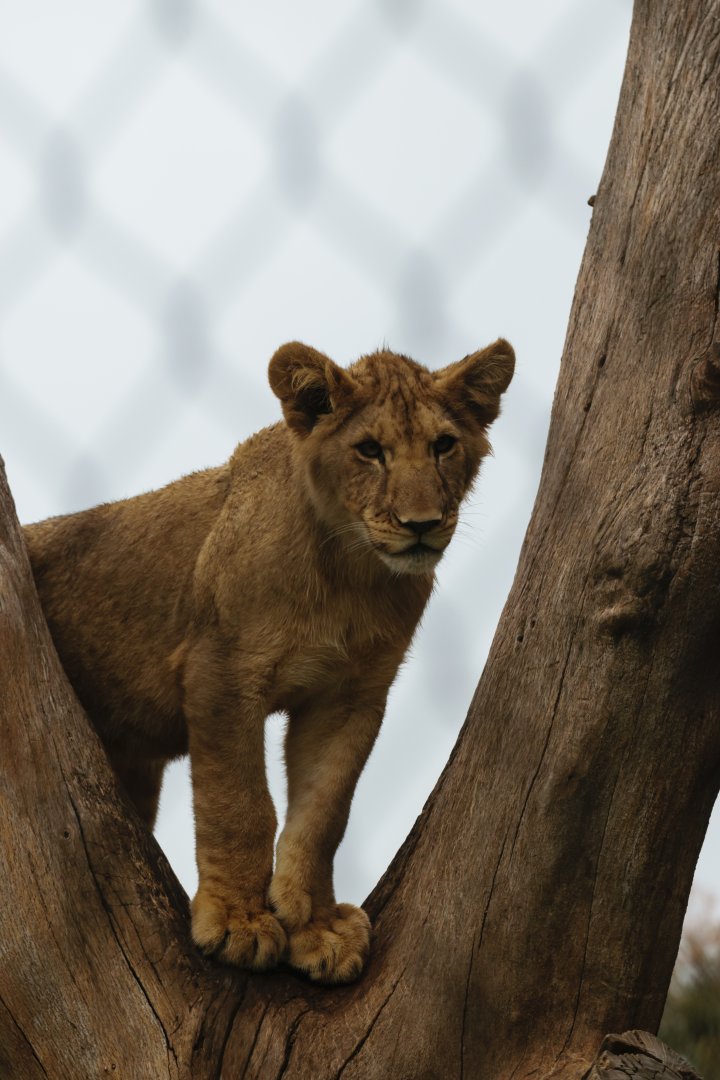 Lion cub climbing tree
