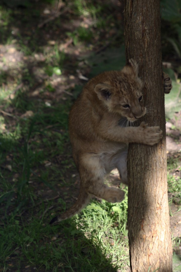 Lion cub climbing tree