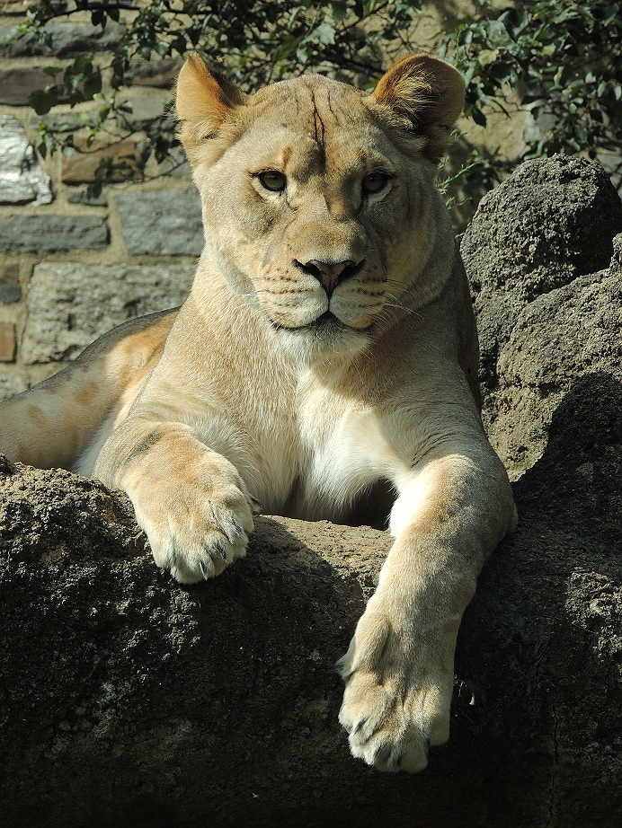 LIon Cub Close Up