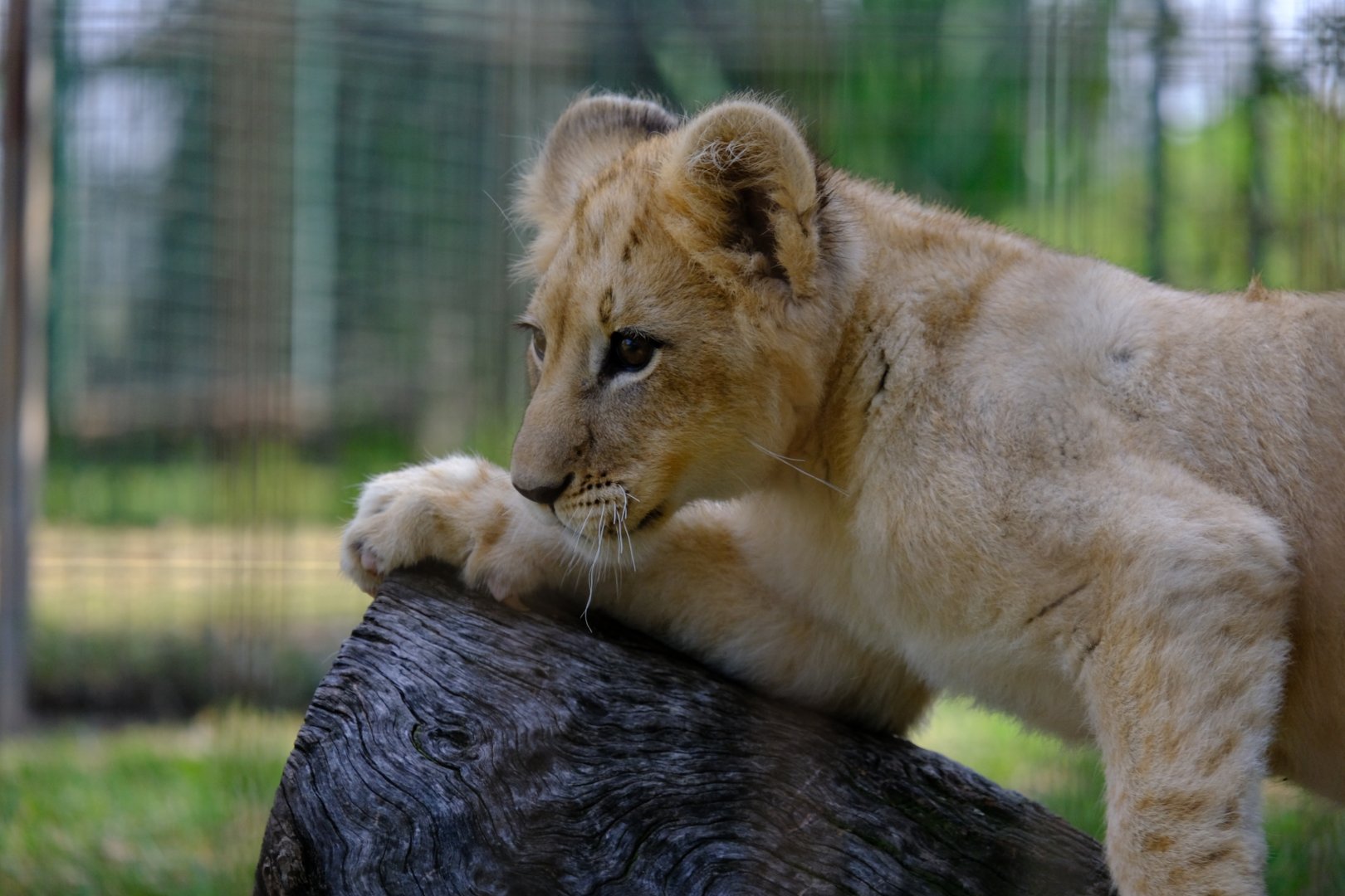 Lion Cub - Darling Downs Zoo