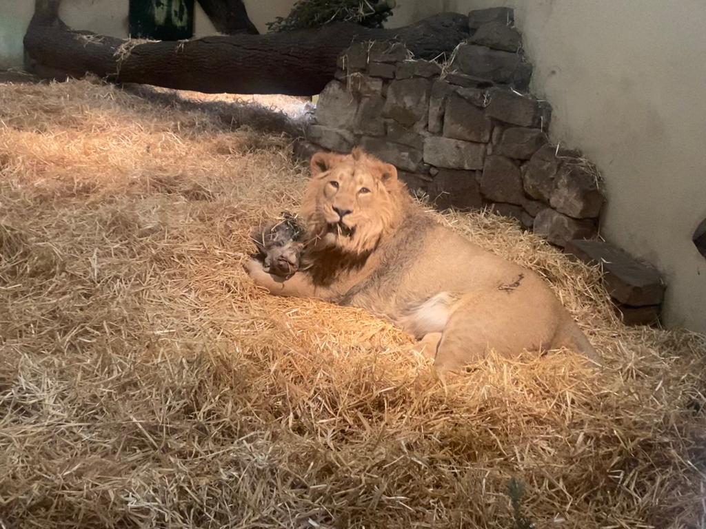 Lion cub eating deer head