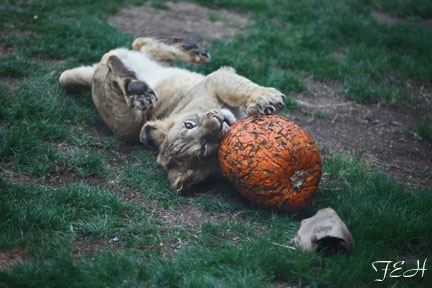 lion cub - Feb 14, 2012