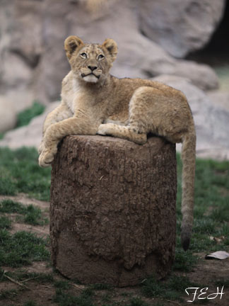 lion cub - Feb 14, 2012