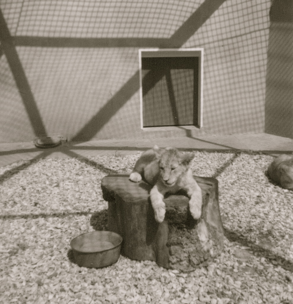 Lion cub, Hotham Park Zoo, Bognor Regis