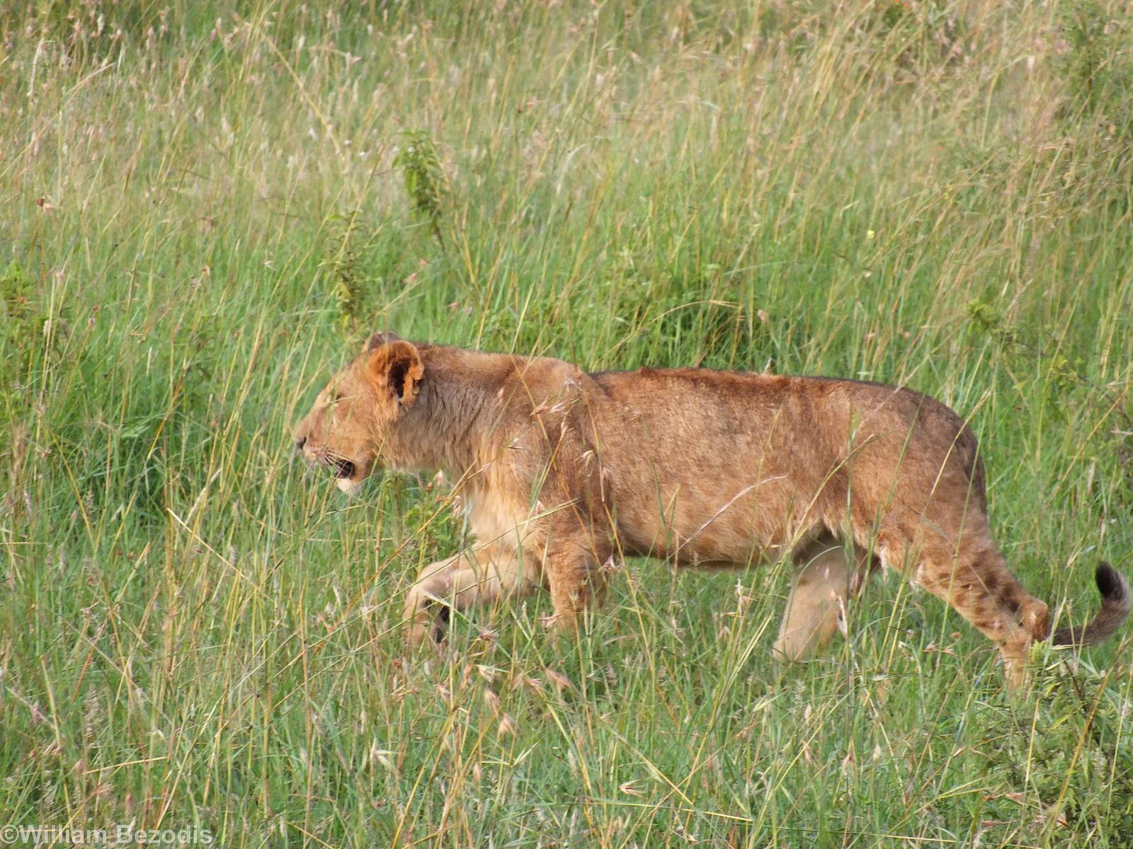 Lion Cub - Maasai Mara