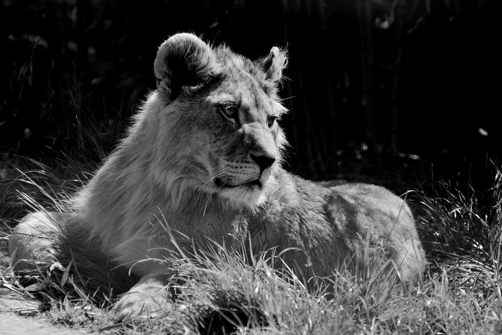 Lion Cub - Noah's Ark Zoo Farm May 2019