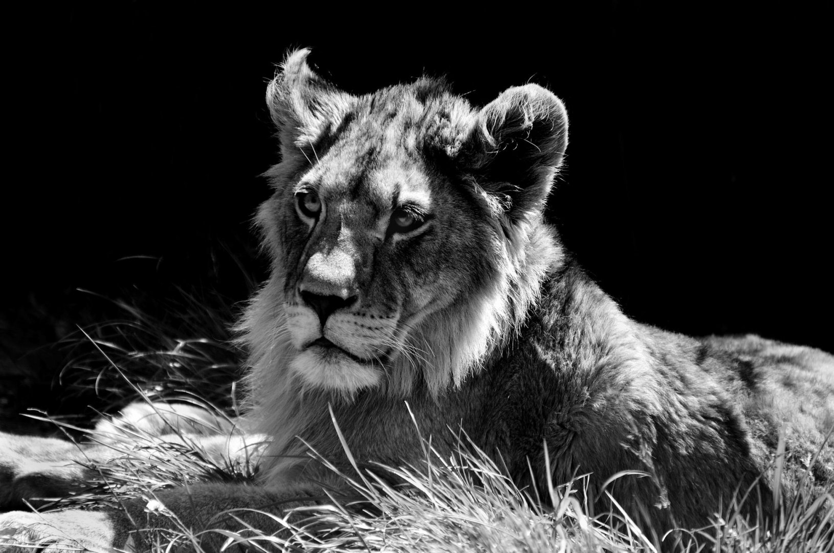 Lion Cub - Noah's Ark Zoo Farm May 2019
