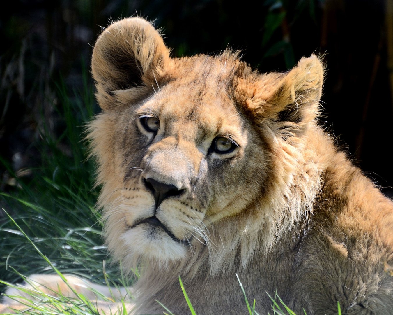 Lion Cub - Noah's Ark Zoo Farm May 2019