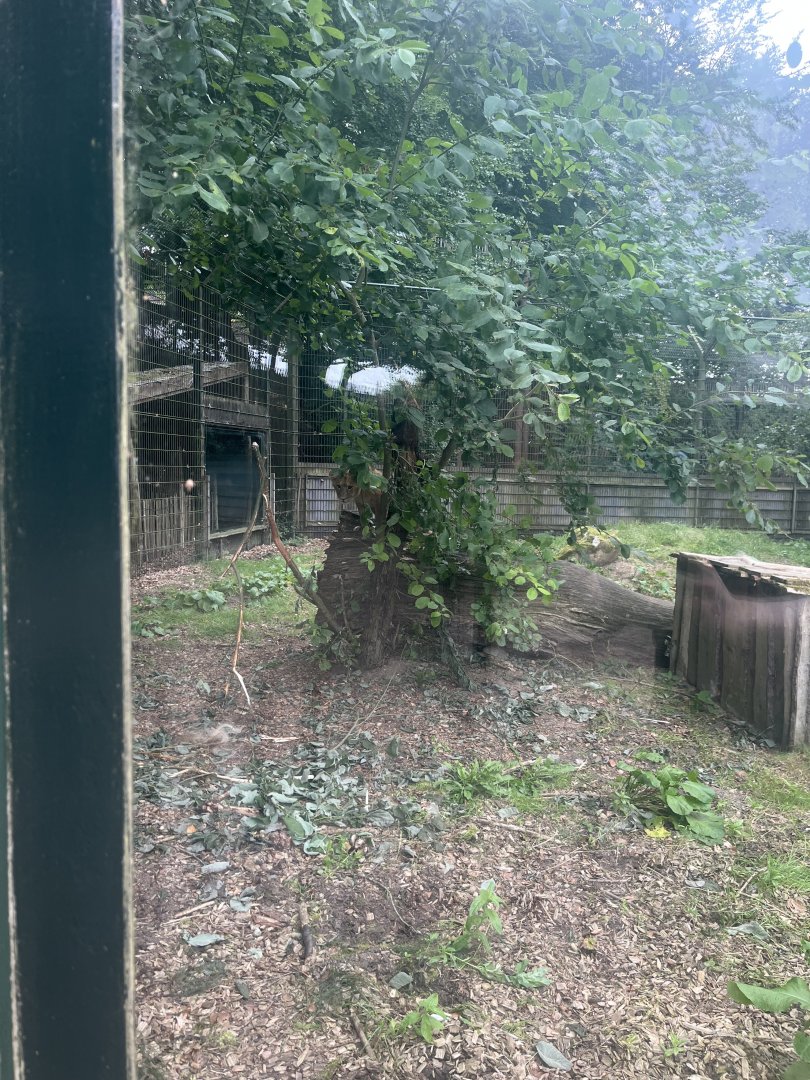 Lion cub (Panthera leo) 8/28/25