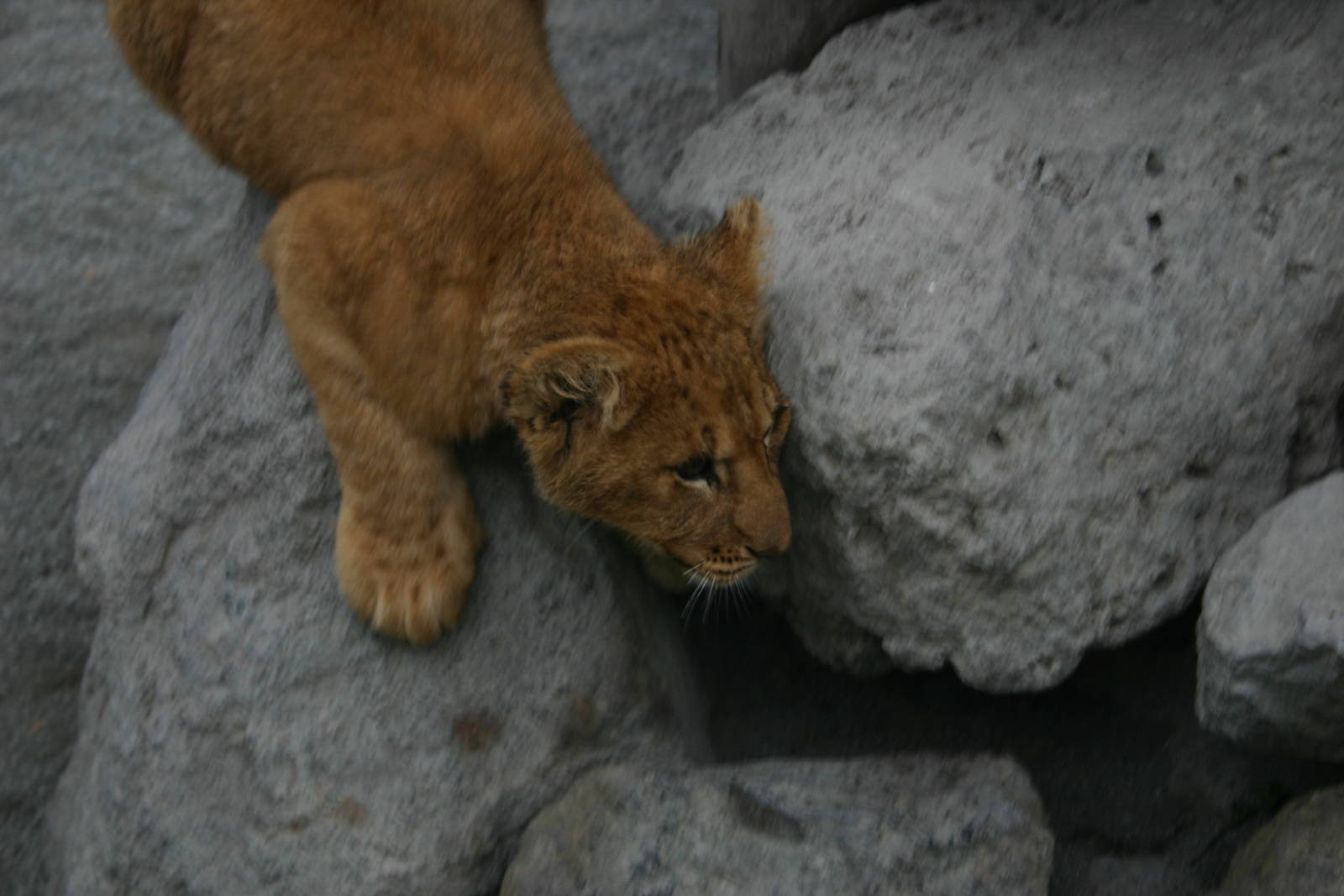 Lion Cub - Paradise Valley Springs