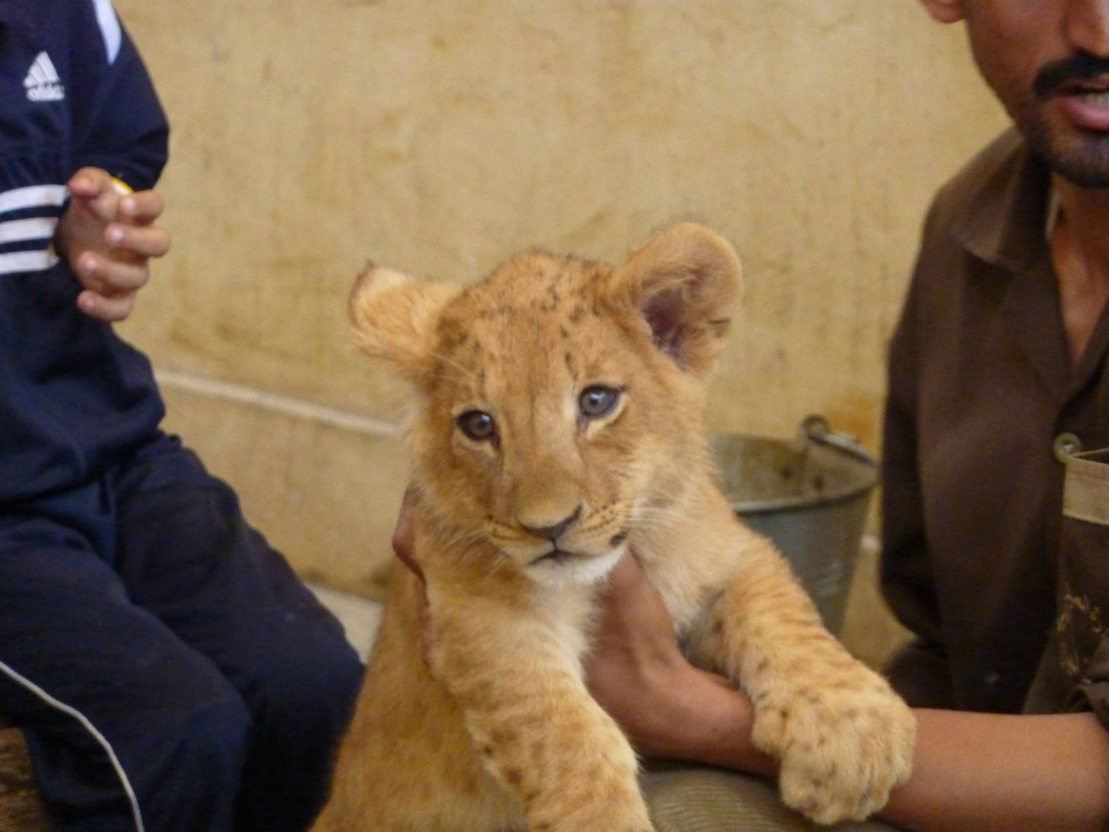 Lion cub photo opportunity