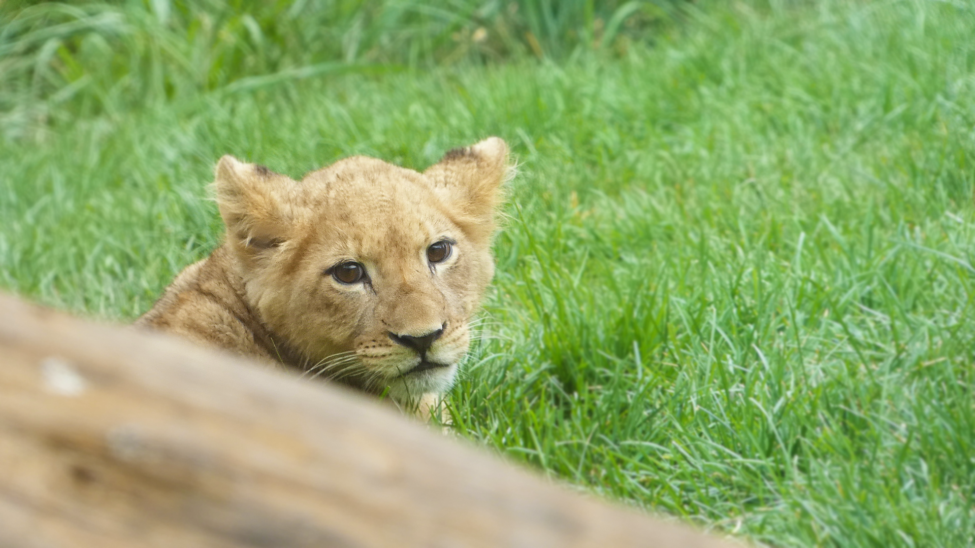 Lion Cub Pilipili, Pepper Family Wildlife Center - July 2022