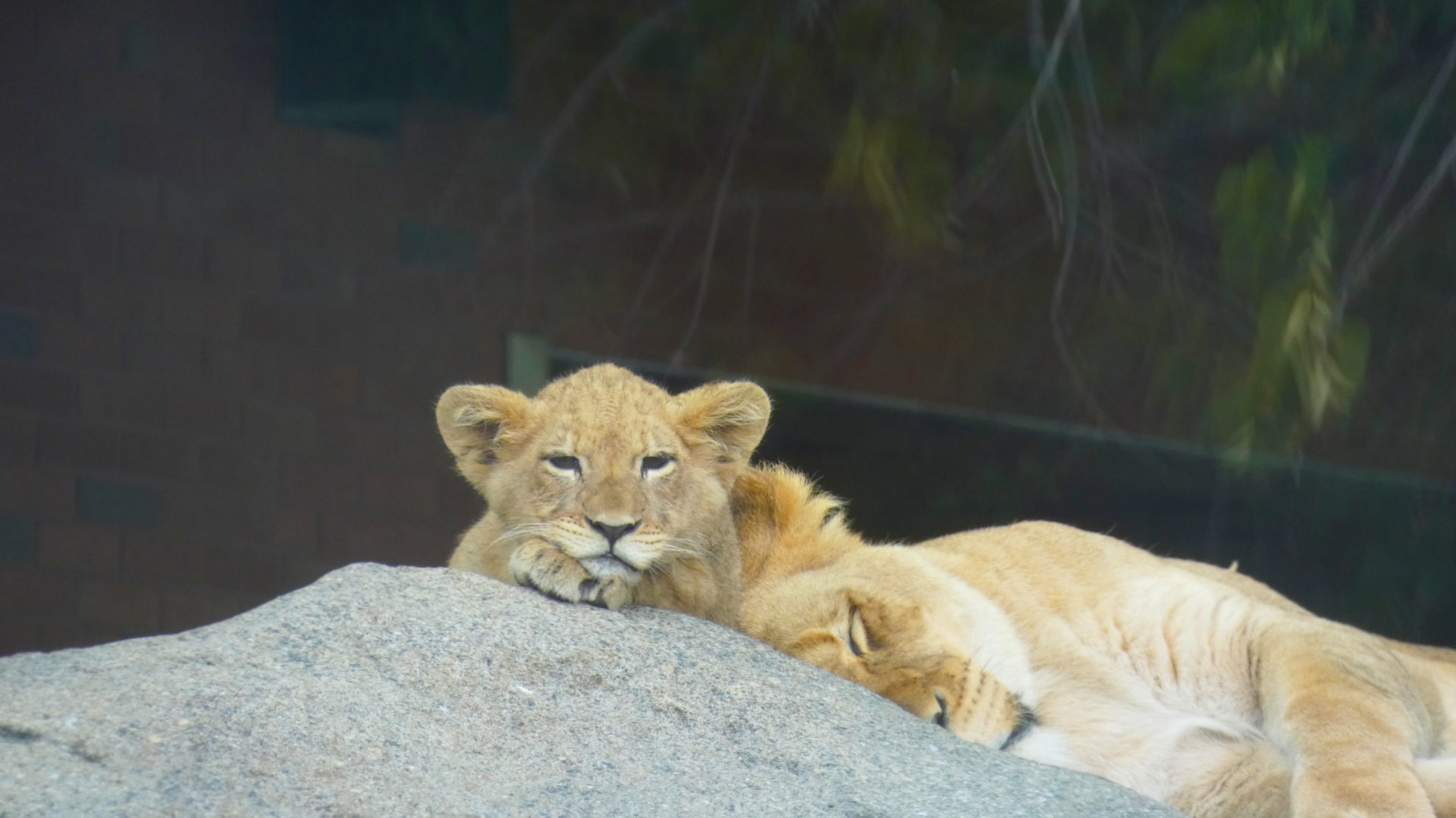 Lion Cub Pilipili, Pepper Family Wildlife Center - July 2022
