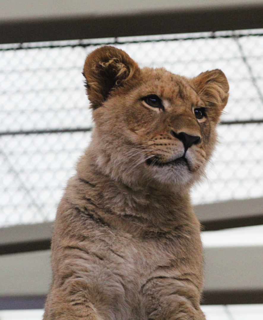 Lion Cub "Pilipili"