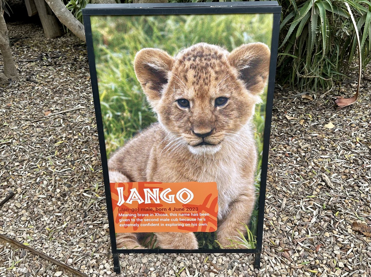 Lion Cub Profile - Jango