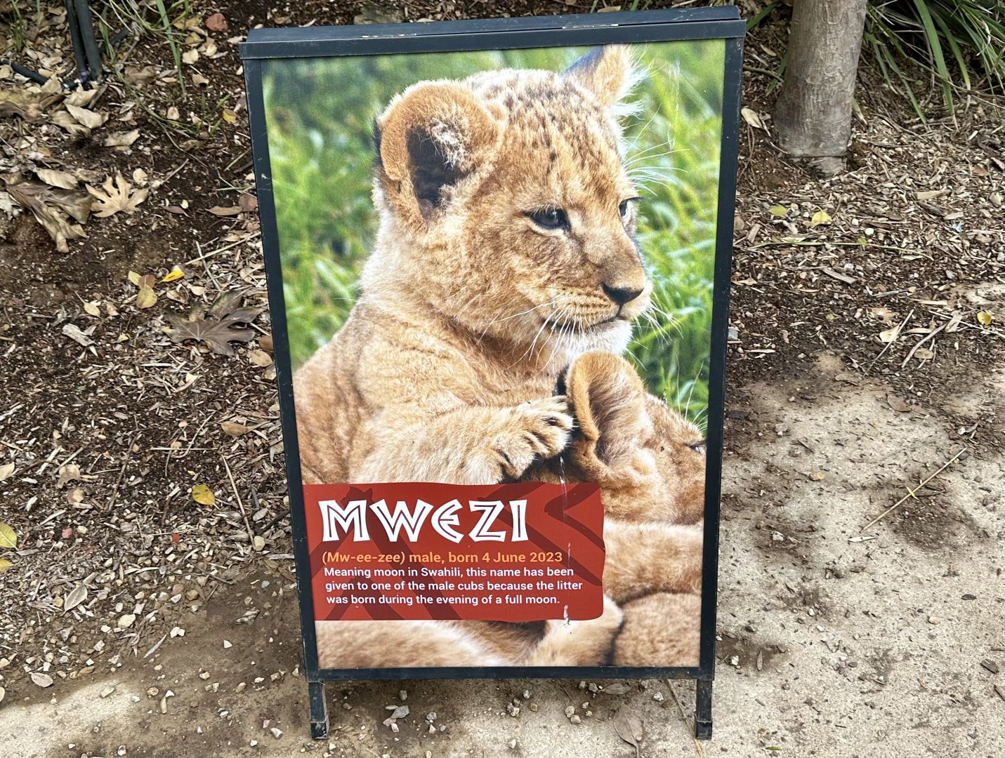 Lion Cub Profile - Mwezi