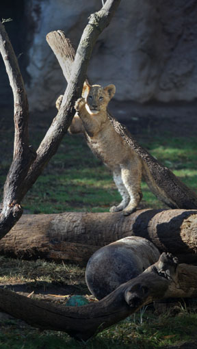 lion cub standing upright