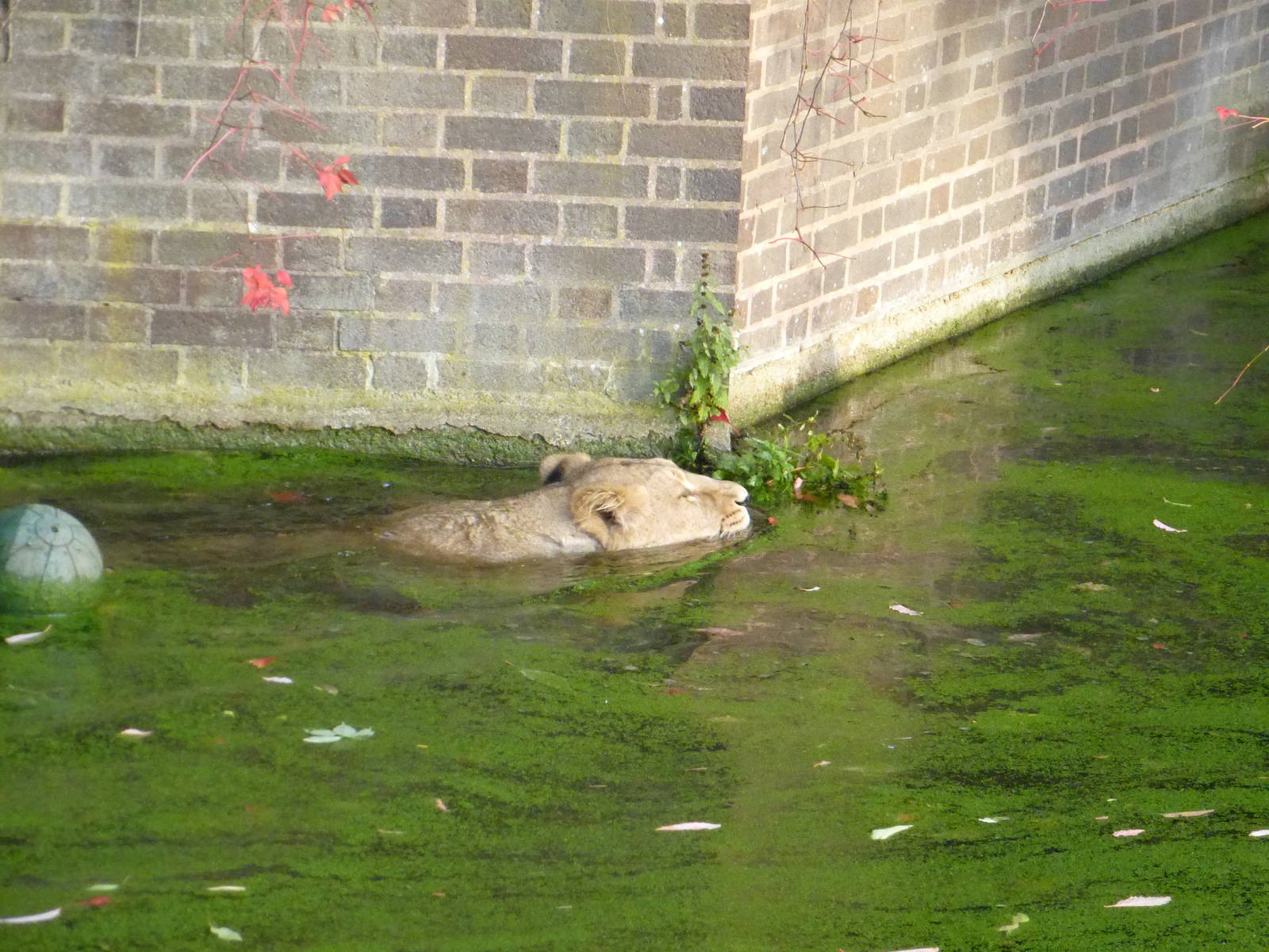 Lion Cub swimming