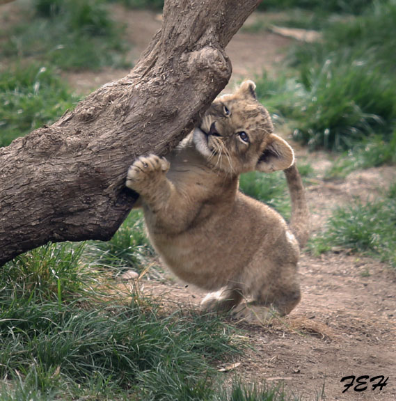 lion cub