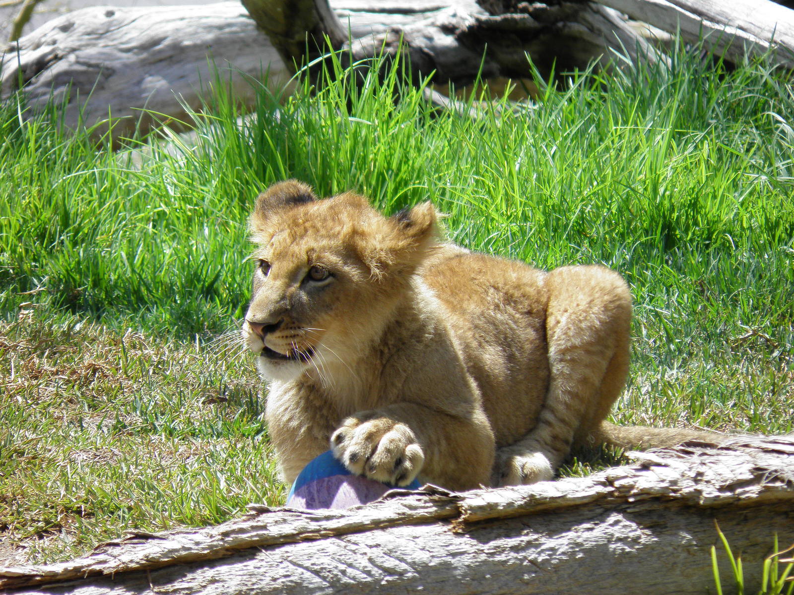 Lion Cub
