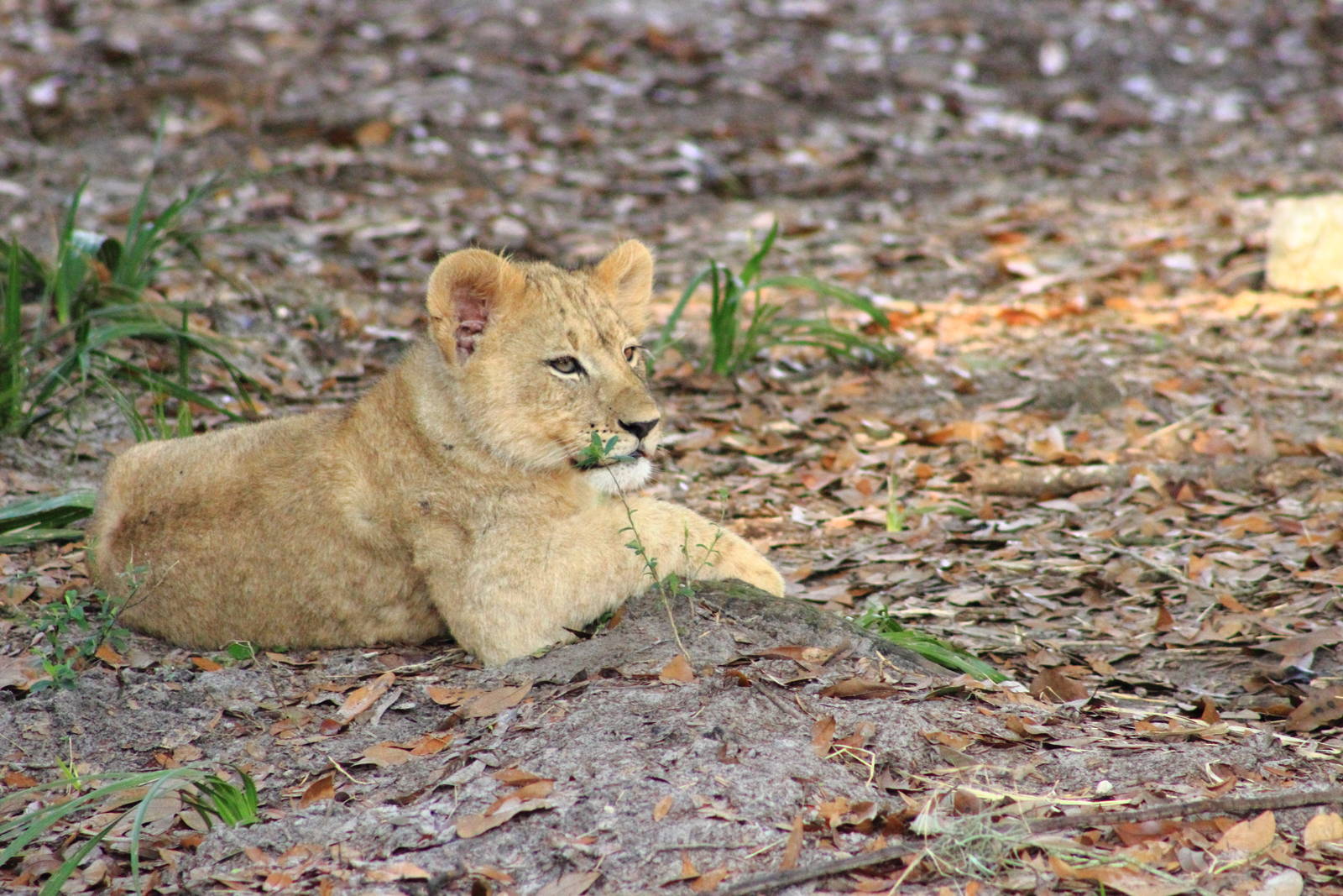 Lion Cub