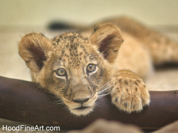 lion cub