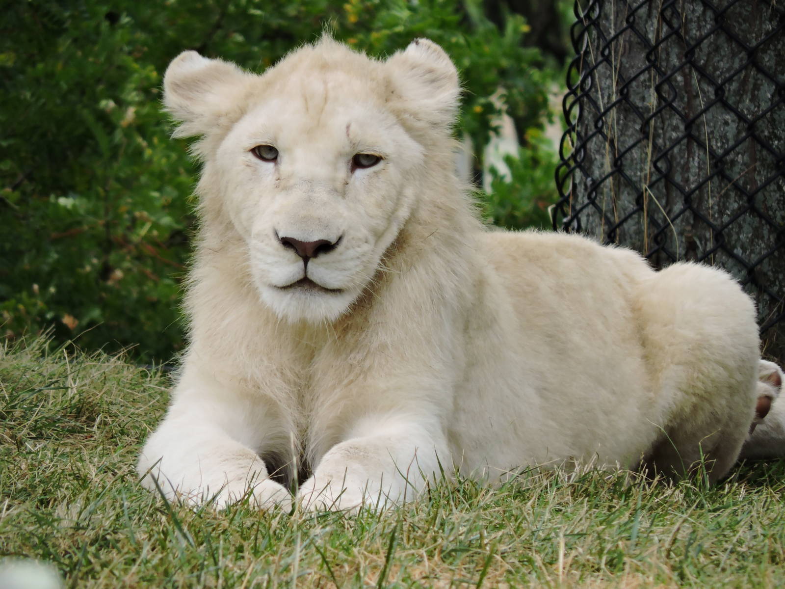 Lion cub