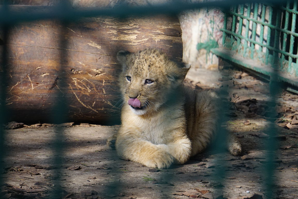 Lion cub
