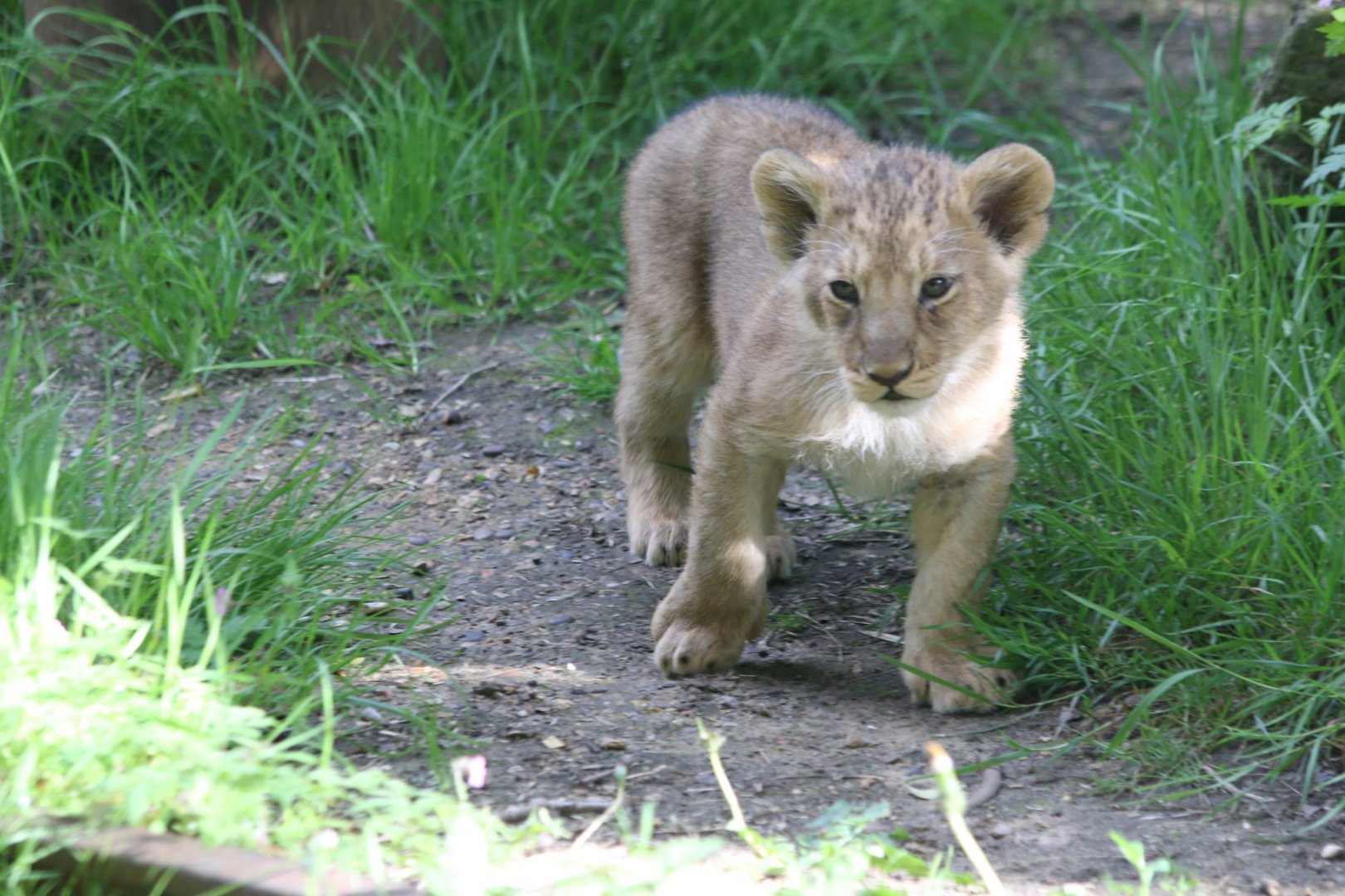 Lion Cub