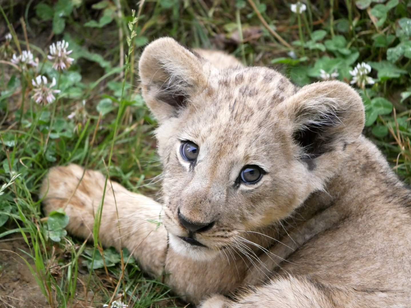 Lion cub