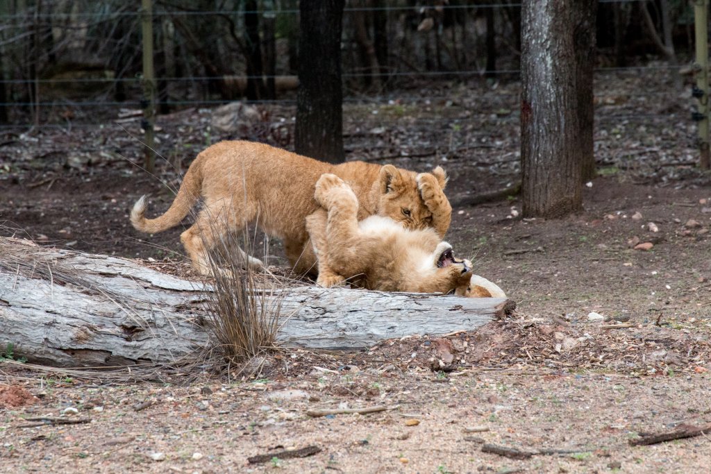 Lion cubs - 5 months old