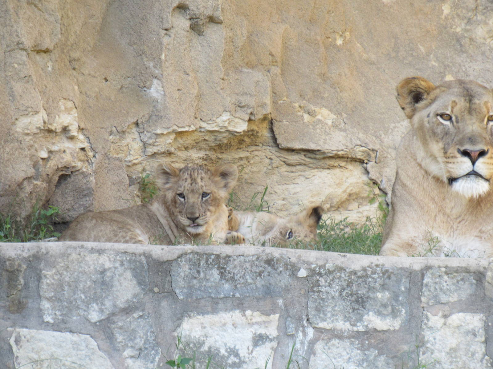 Lion Cubs and Mom