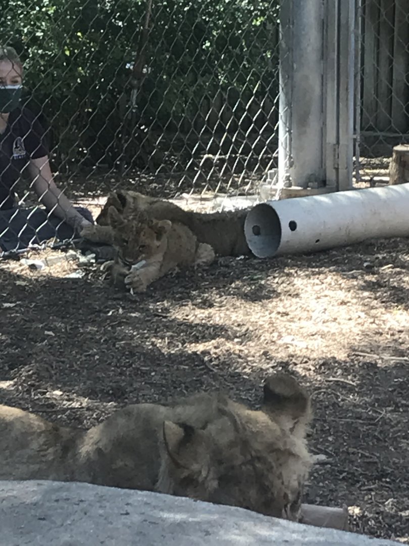 Lion Cubs at Denver Zoo