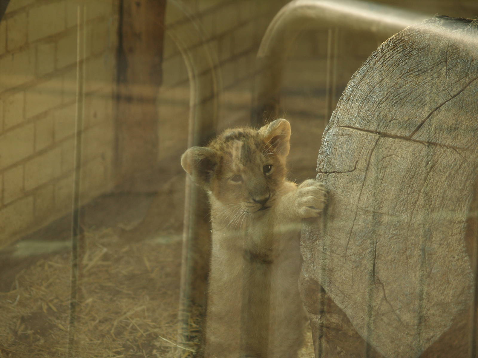 Lion Cubs at London Zoo