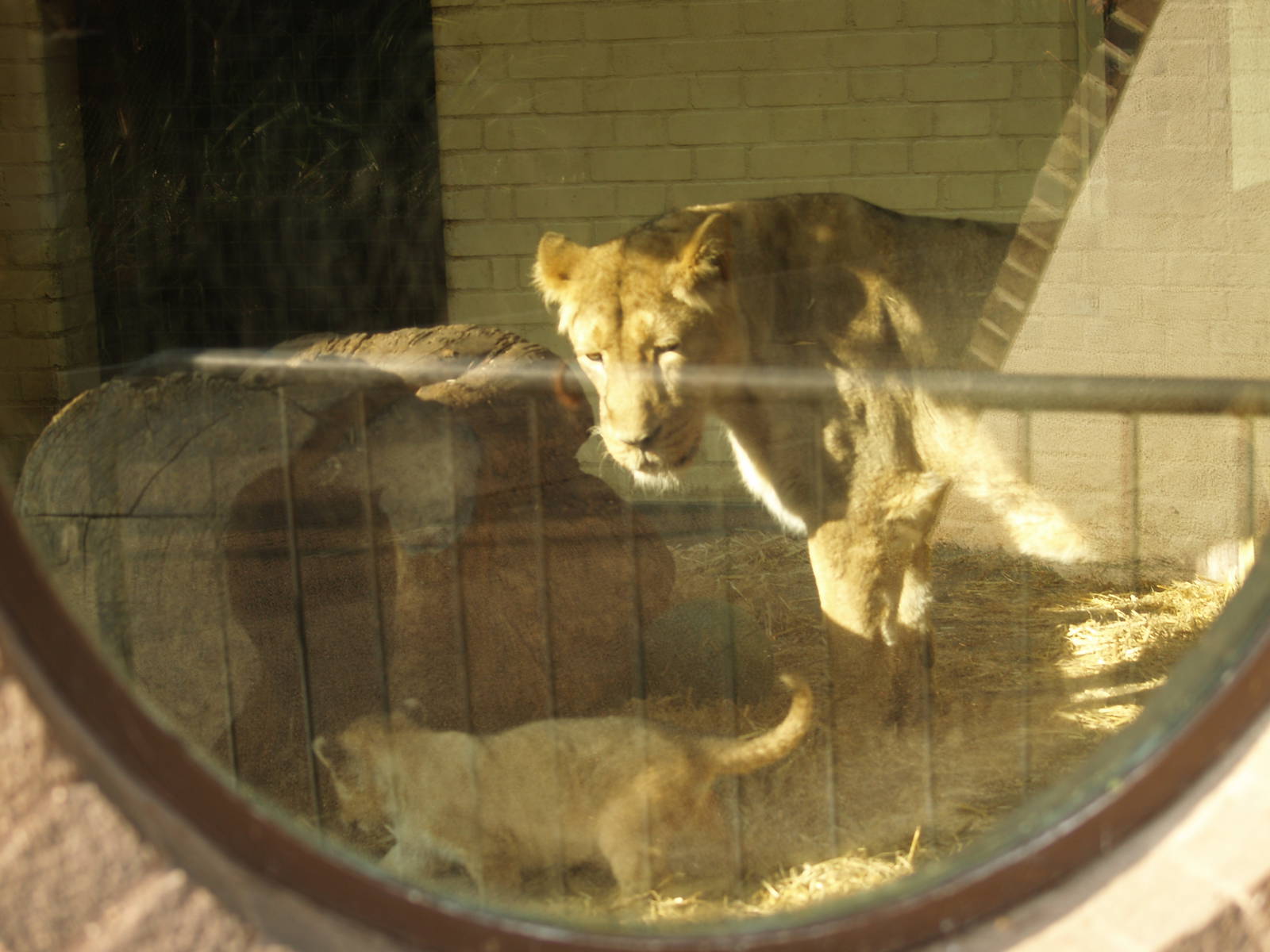 Lion Cubs at London Zoo