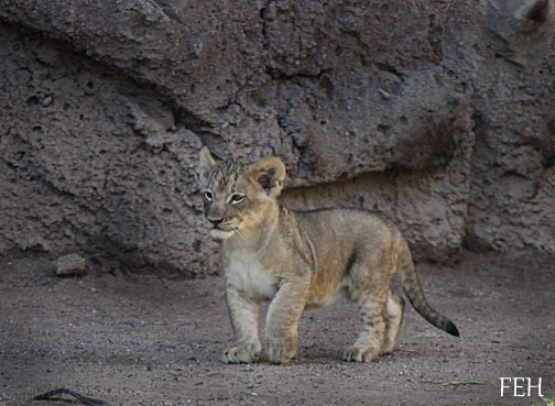 lion cubs - first look