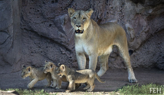 lion cubs - first look