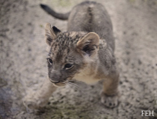 lion cubs - first look