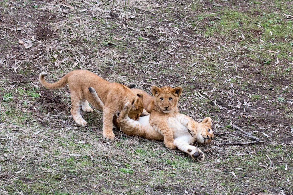 Lion cubs - five months old