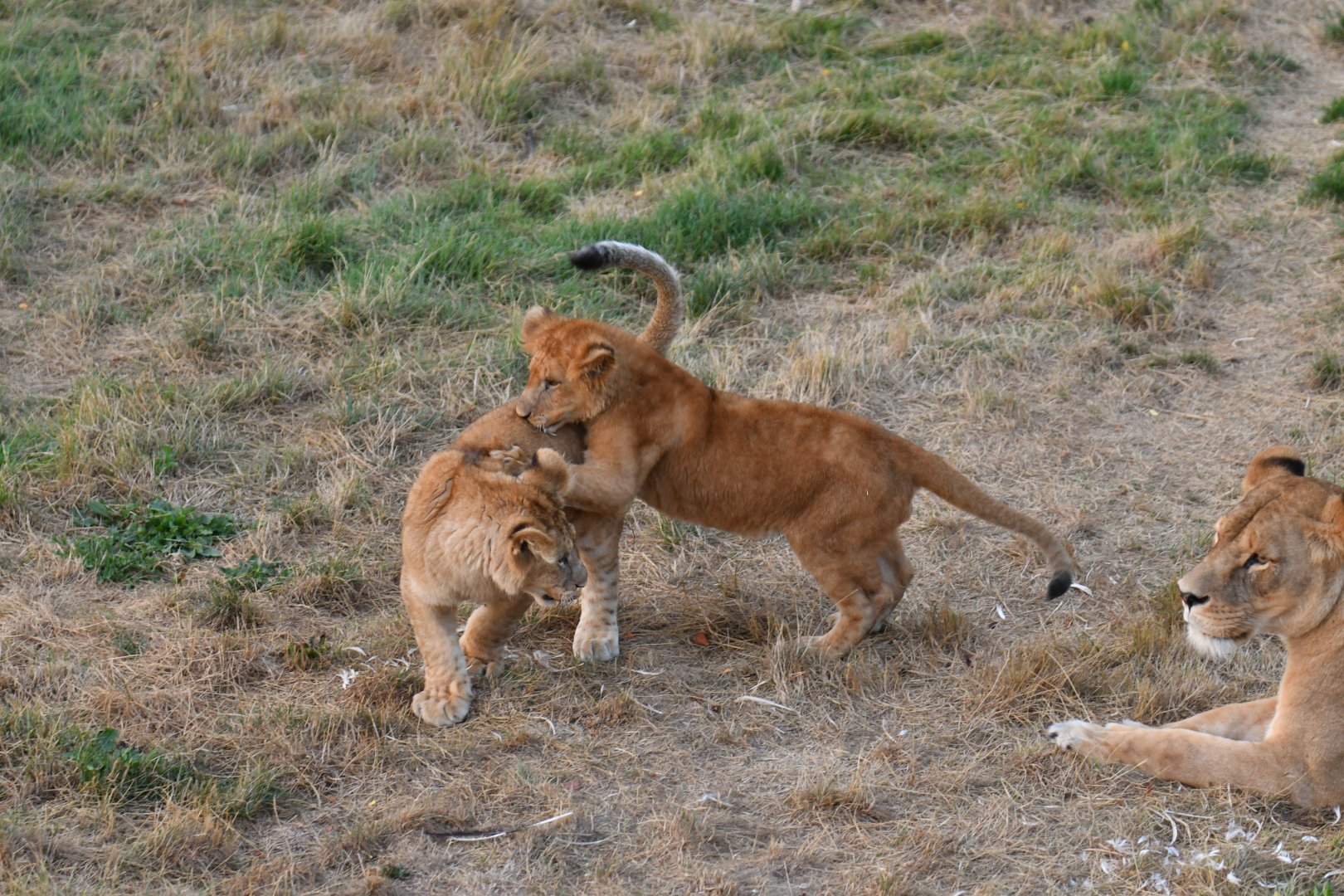 Lion cubs games