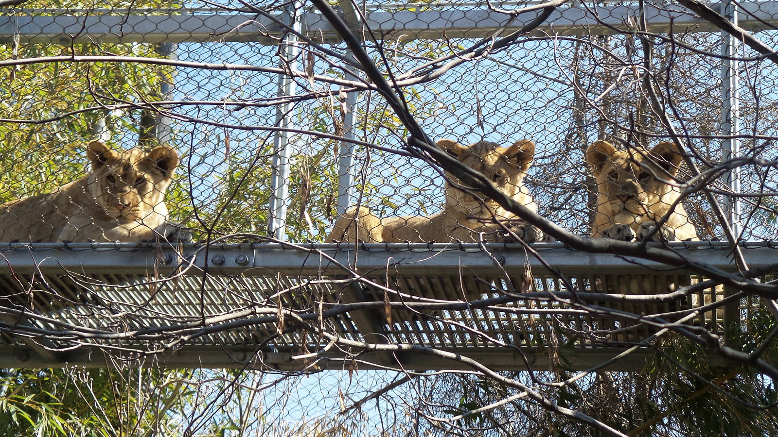Lion Cubs in Big Cat Crossing