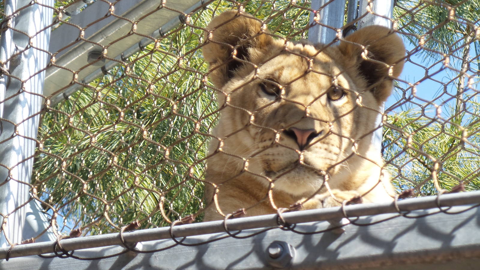 Lion Cubs in Big Cat Crossing