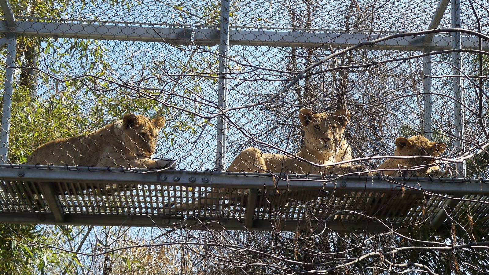 Lion Cubs in Big Cat Crossing