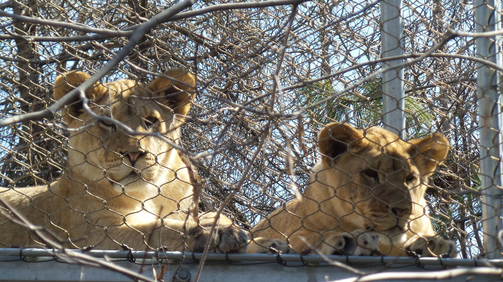 Lion Cubs in Big Cat Crossing