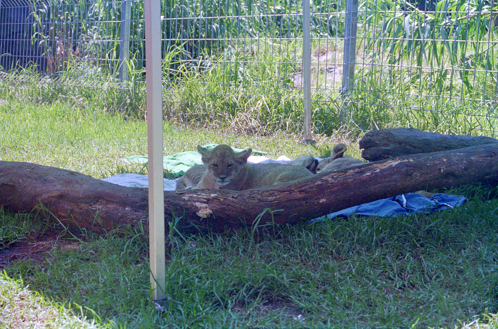 Lion cubs - Nov 1999