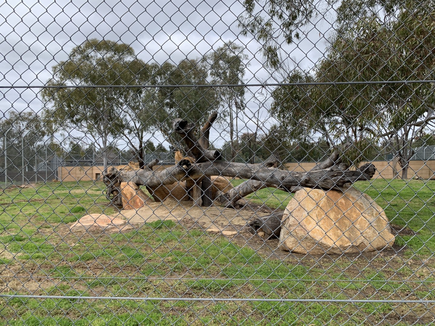 Lion Cubs on exhibit