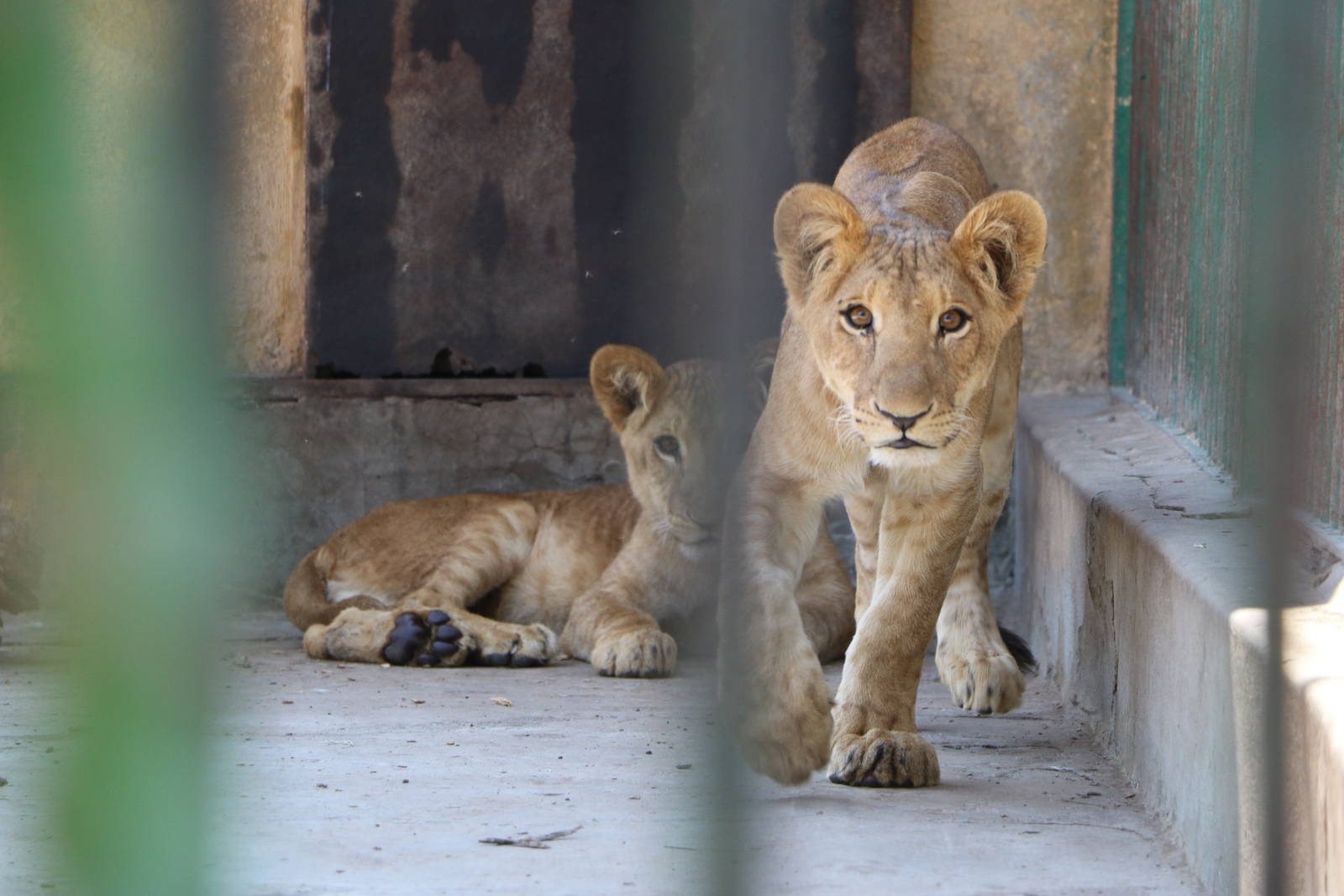 Lion cubs on the prowl, October 2015