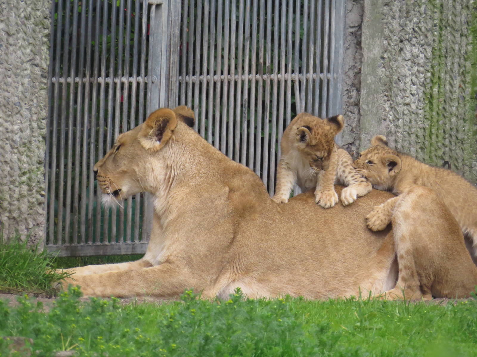 Lion cubs playing on mum's back, June 2015.
