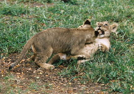 lion cubs playing