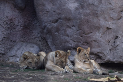 lion cubs